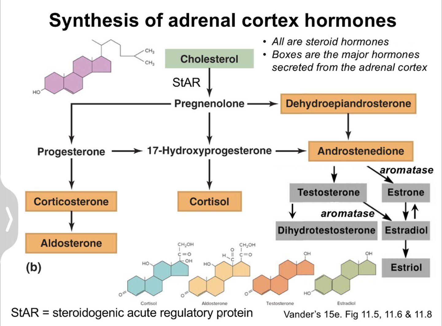 <p>aromatase</p><p>this is endoplasmic reticulum enzyme found in ovary and other tissues</p>