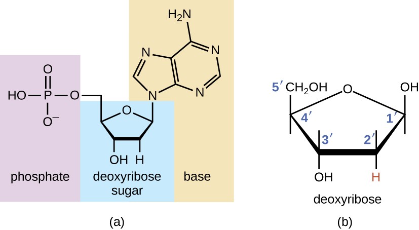 <p>The fondational monomer units of deoxyribonucleic acid (DNA), containing a deoxyribose sugar, a nitrogenous base, and a phosphate group. Essential for action and differ from RNA nucleotides by having a H atom at 2’ instead of -OH</p>