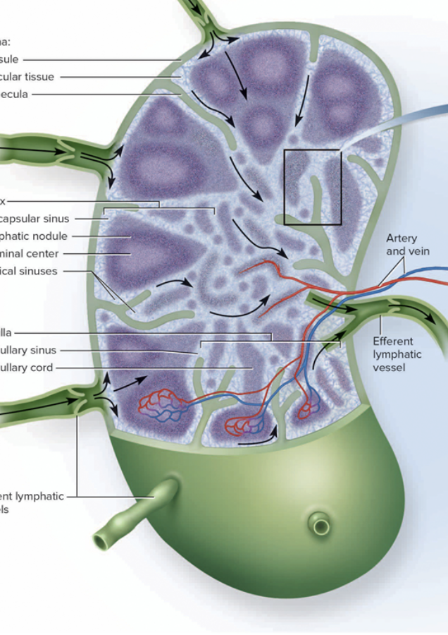 <p>bean shapes, less than 3 cm</p>