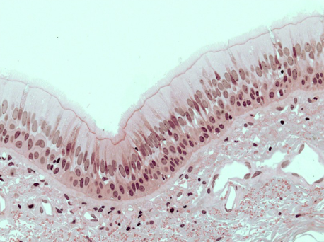 <p>identify the tissue</p>
