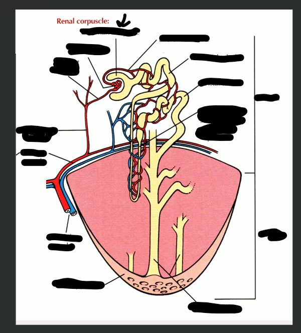 <p>What structure is arrow pointing to?</p>