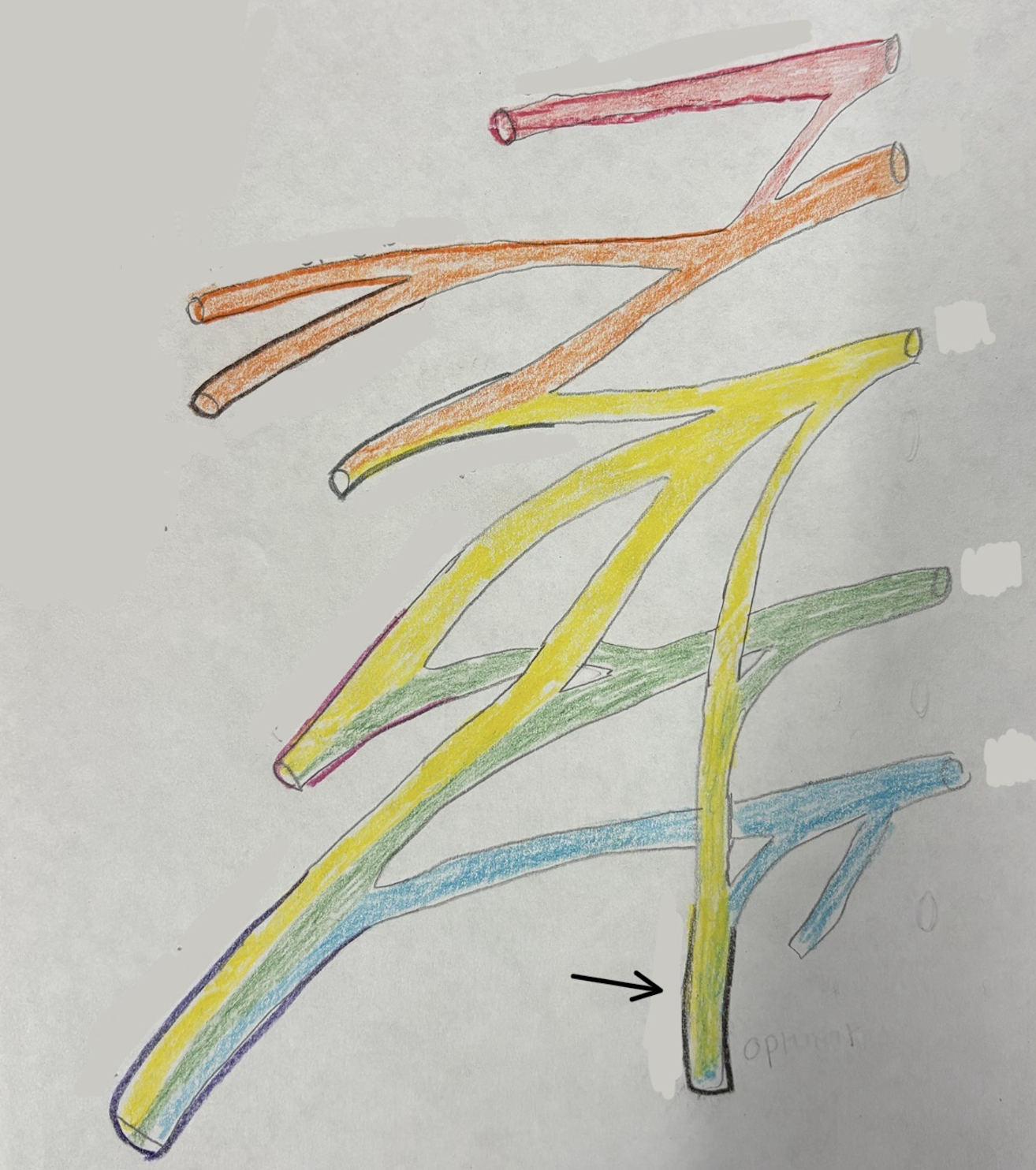 <p>what nerve is this?</p>