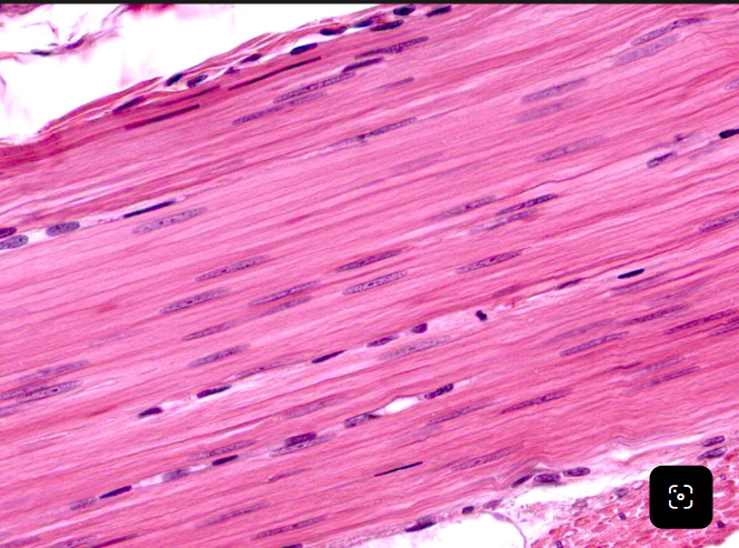 <p>What are the features of smooth muscle?</p>