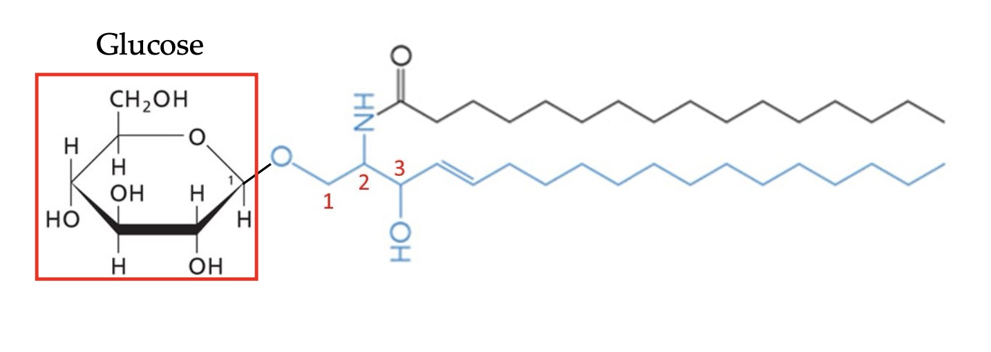 <p>Cerebroside (glycosphingolipid)</p>