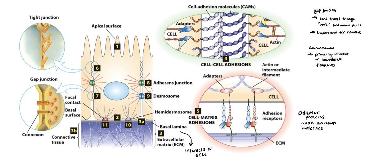 <p>mediate direct cell-cell adhesions (homotypic and heterotypic), and adhesion receptors mediate cell-matrix adhesions </p><ul><li><p>primarily integral membrane proteins, which cytosolic domains that bind intracellular adaptor proteins that link the surface with the cytoskeleton (typically actin and intermediate filaments) </p></li></ul><p></p>