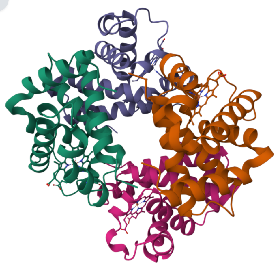 <p>Globular protein - Haemoglobin </p>