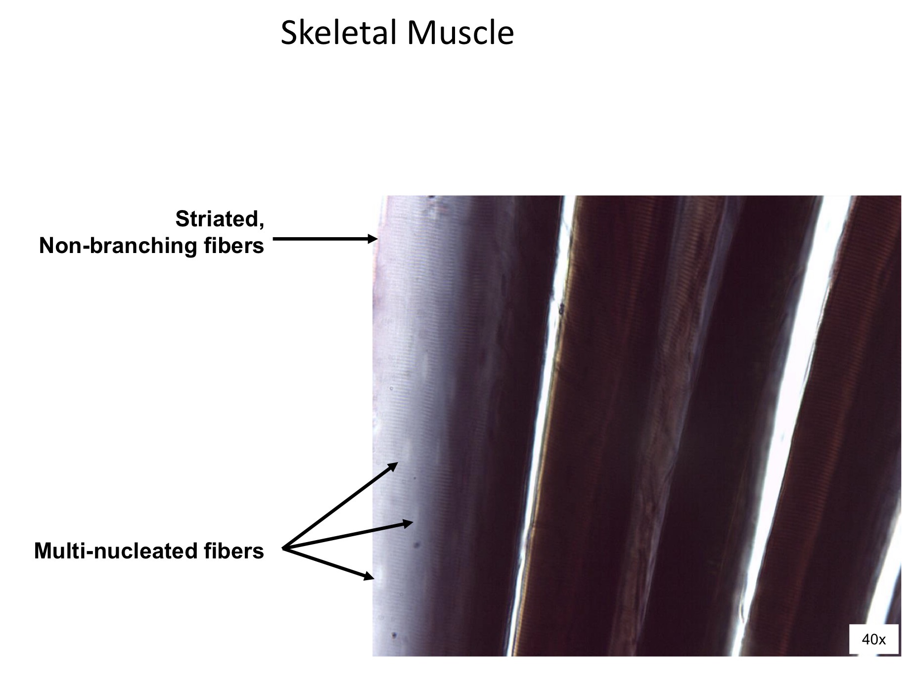 <ol><li><p>Striated non branching fibers </p></li><li><p>Multi nucleated fibers </p></li></ol><p></p>