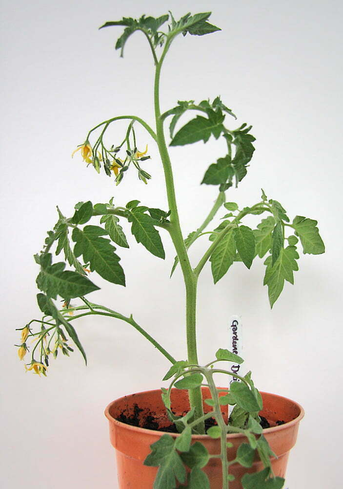 <p>Plant Scientific (Latin) Name </p>