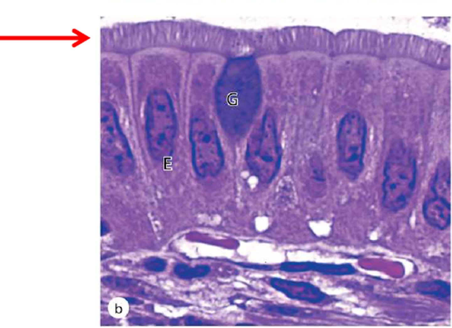 <p>small intestines</p>