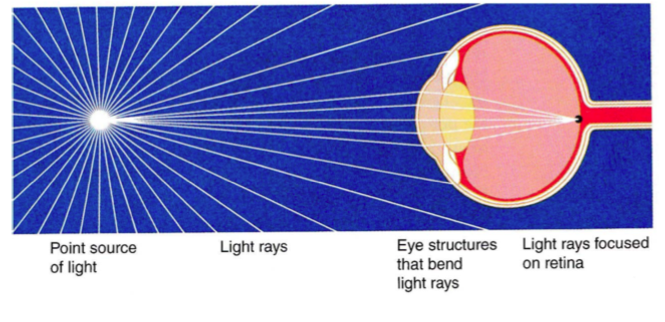<p>Ved at <strong>linsen ændrer form</strong> og dermed ændrer <strong>brydende styrke</strong>, akkommodation.</p>