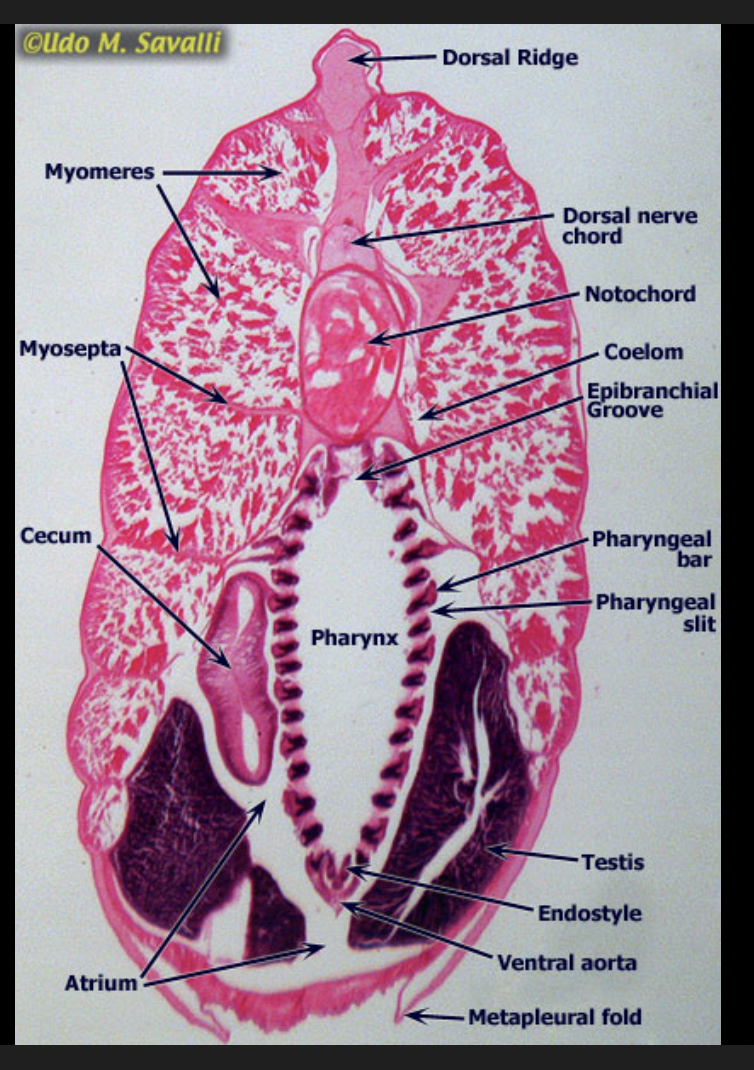 <p>lancelet - nonvertebrate chordates</p>