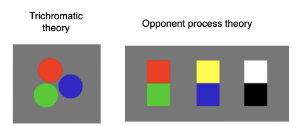 <ol><li><p>Trichromatic Theory</p></li><li><p>Opponent process theory</p></li></ol><p></p><ul><li><p><span>Both are true, both describe how colour perception works but operate in different stages</span></p></li><li><p><span>Colour processed first in trichromatic theory then opponent process stage/theory</span></p></li></ul><p></p>