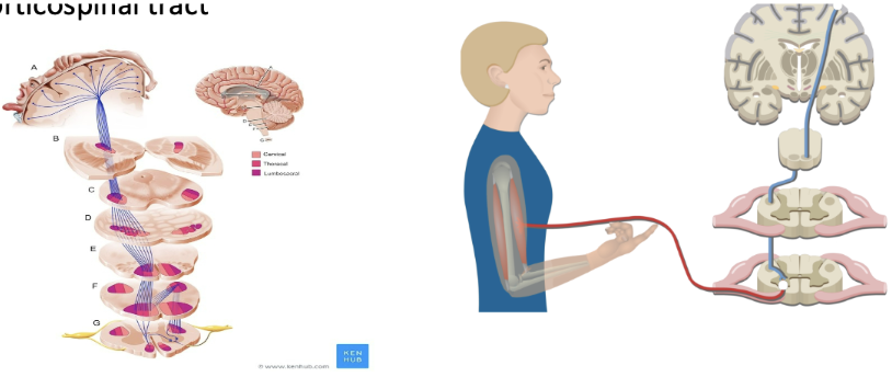 <ul><li><p><span style="background-color: transparent;">Betz cells from the motor cortex initiate, regulate and control voluntary skilled movements by innervating alpha and gamma motor neurons in the spinal cord.</span></p></li><li><p><span style="background-color: transparent;">Provides conscious voluntary control of skeletal muscles.</span></p></li><li><p><span style="background-color: transparent;">Tract crosses at the medulla (located at the base of your skull), so limb movements are controlled by the contralateral motor cortex.</span></p><ul><li><p><span style="background-color: transparent;">There is no obvious advantage to this; it is just important to know</span></p></li></ul></li></ul><p></p>