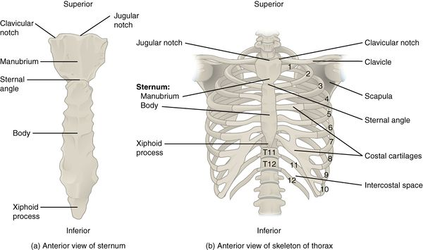 <p>What does Rib 1 articulate with which Transverse Process of <strong>Thoracic Cage?</strong></p>