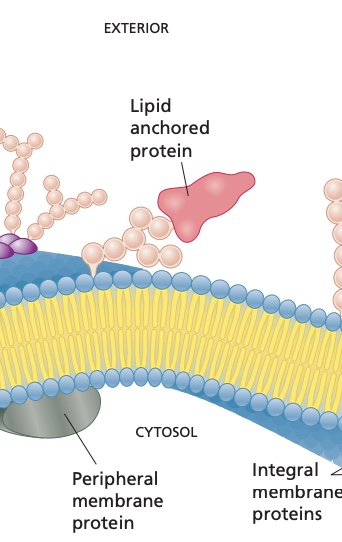 <ol><li><p>A lipid anchor is an amino acid side chain linked by an amide or ester bond to a fatty acyl group from myristate or palmitate. </p></li><li><p>Covalently linked to isoprenoid chains thru gthe sulfur atom of a cysteine reside.</p></li><li><p>Prenylated proteins are found on the cytoplasmic face of both plasma and intracellular membranes,</p></li><li><p>Can also be linked to glycosylphosphatidylinositol.</p></li></ol><p></p>
