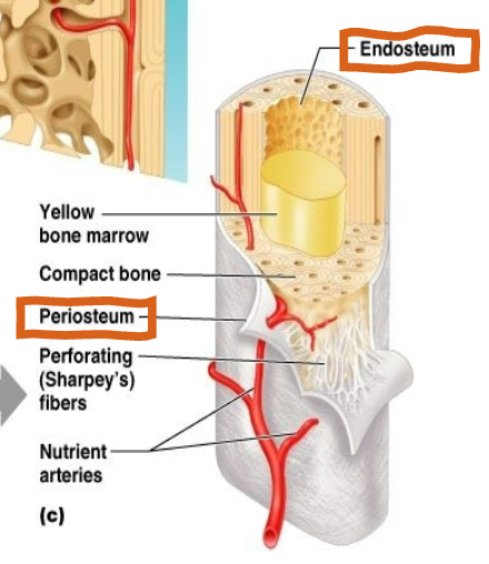 <ul><li><p>both spongy and compact bone</p></li><li><p>both outer and inner surfaces of bones</p><ul><li><p>periosteum: outer surface</p></li><li><p>endosteum: inner surface</p></li></ul></li></ul><p></p>