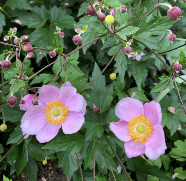 <p>Japanese Anemone</p><p>Perennial Cousin</p><p>2-3 feet; can spread</p><p>Moist, Aug-Oct.; full sun to part-sun</p><p>white, purple</p>
