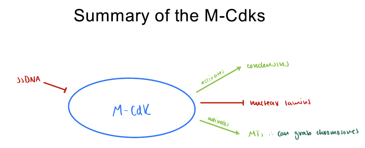 <p>= entry to mitosis</p><ul><li><p>is DNA replication complete?</p></li></ul><p>→ NO : if ssDNA is present <em>(each chromosome MUST be replicated for mitosis)</em></p><p>→ YES : activate M-Cdk proteins</p><p></p><p><u>role of M-Cdks:</u></p><ol><li><p>activate condensins</p></li><li><p>deactivate nuclear lamins → dismantle nuclear envelope</p></li><li><p>activate MTs</p></li></ol><p></p>