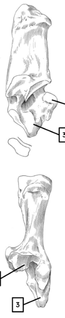 <p>identify with features (L)</p><p></p>
