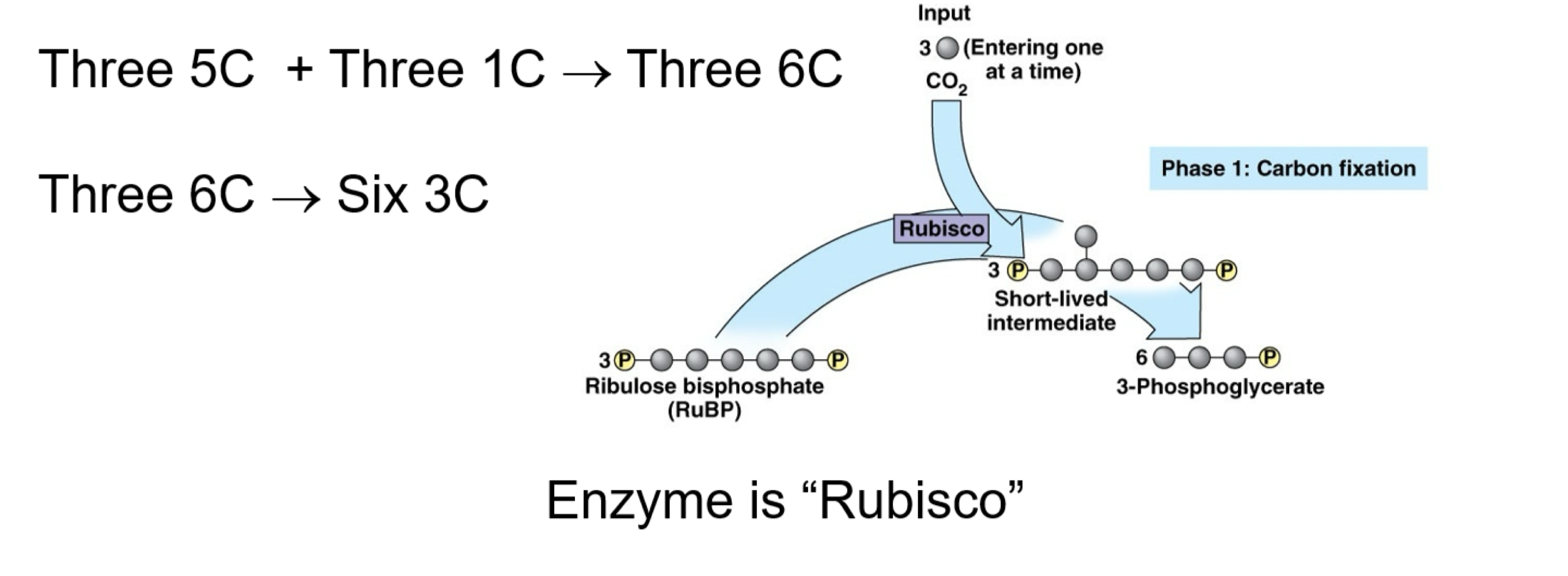 <ul><li><p>1st step</p></li><li><p><strong>3 RuBP+  3 CO<sub>2 </sub> ——> 6 3-PG</strong></p></li><li><p>ribulose biphoshate (rubisco) + CO<sub>2</sub> come in to create 3 carbon phosphoglycerate </p></li></ul><p></p>
