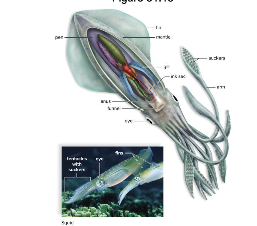 <p>class cephalopoda</p><ul><li><p>Includes octopuses, squid, nautiluses</p></li><li><p>Foot has evolved into funnel or siphon</p></li><li><p>Powerful tentacles, beak, and radula used for feeding; ink defense</p></li><li><p>Cephalization</p></li><li><p>Octopuses have no shell; squid have reduced shell</p></li></ul><p></p>