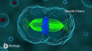<p>Centrameners- Line up and pull duplicate chromosones </p>