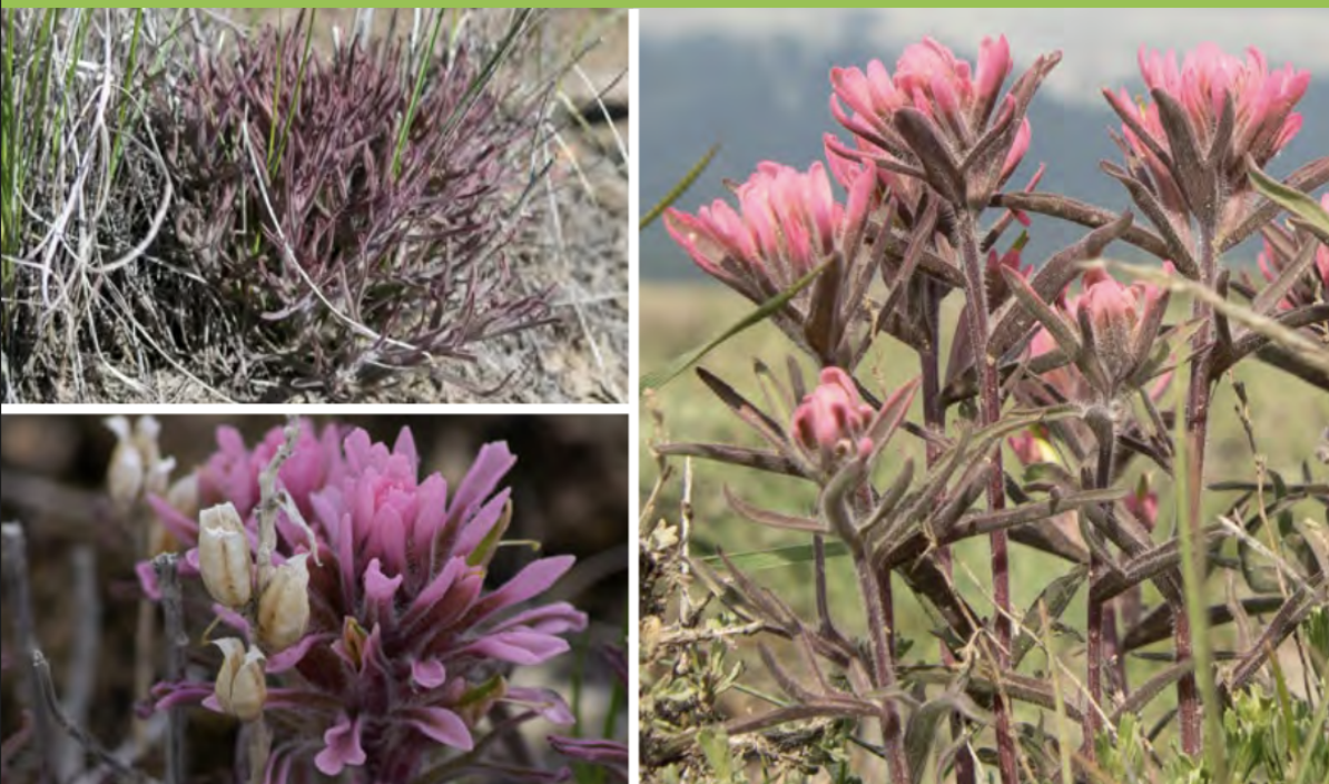 <ul><li><p>Northwest Indian paintbrush</p></li><li><p>Figwort family</p></li></ul><p></p>