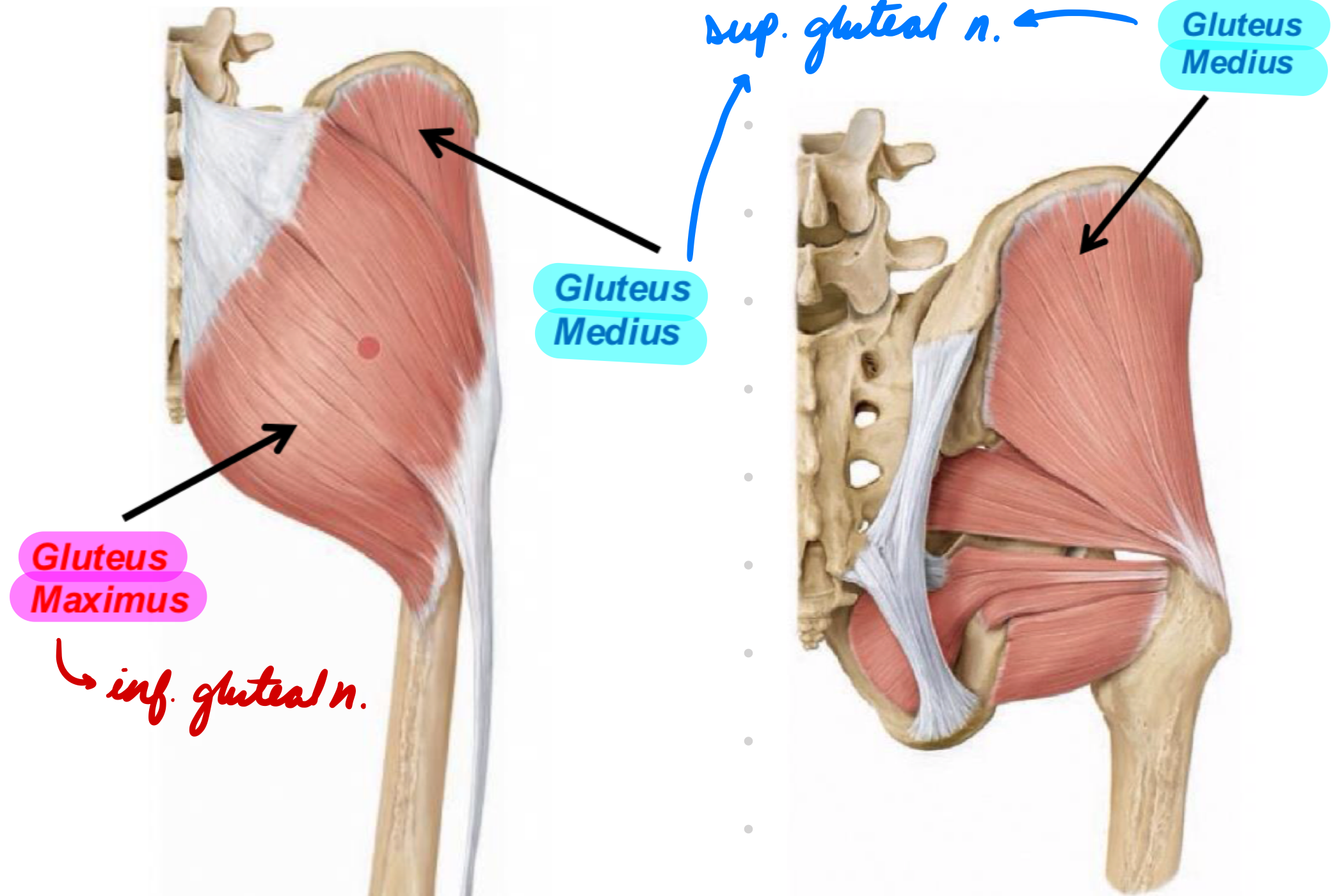 <p>Innervation: Superior gluteal n.</p><p>Action: Thigh abduction + medial rotation</p>
