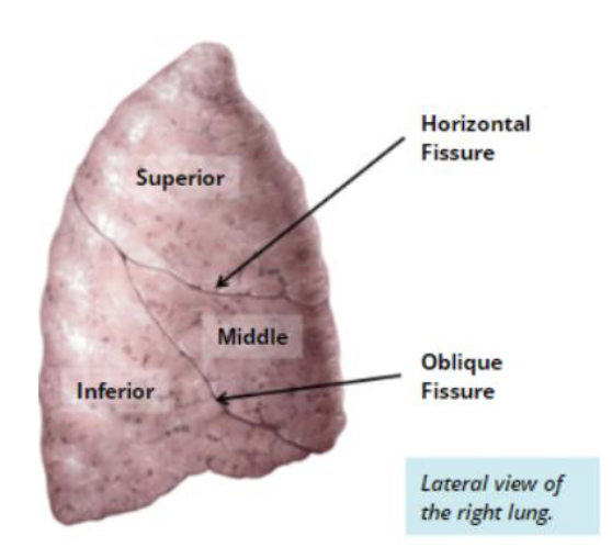 <p>Right lung </p>