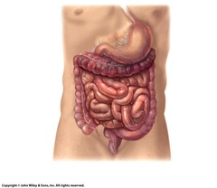 <p>The small intestine is where the bulk of digestion and absorption occurs.</p>