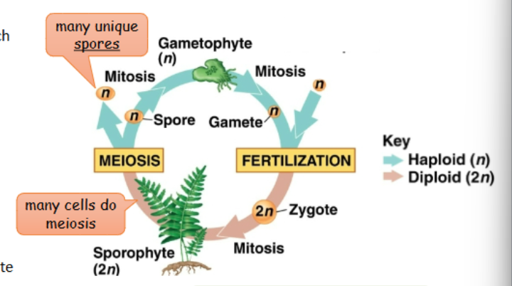 <p>2n and n multicellular forms</p><p>Most plants exhibit alternation of generations:</p><p>-gametophyte: haploid</p><p>-sporophyte: diploid</p><p>-haplontic</p><p>-diplontic</p>