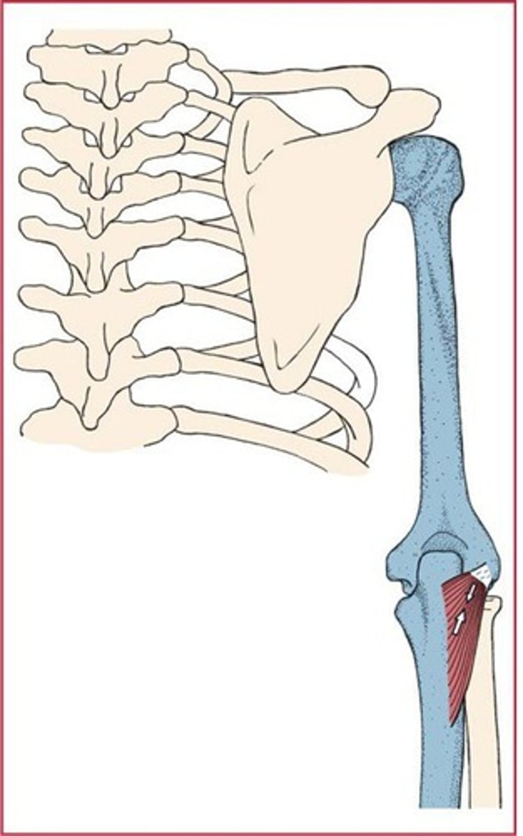 <p>Short, triangular muscle</p><p>Closely associated with distal end of triceps on posterior humerus</p><p>*Abducts ulna during forearm pronation</p><p>*Synergist in elbow extension</p>