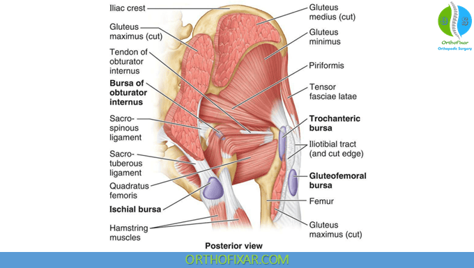 <p>quadratus femoris</p>