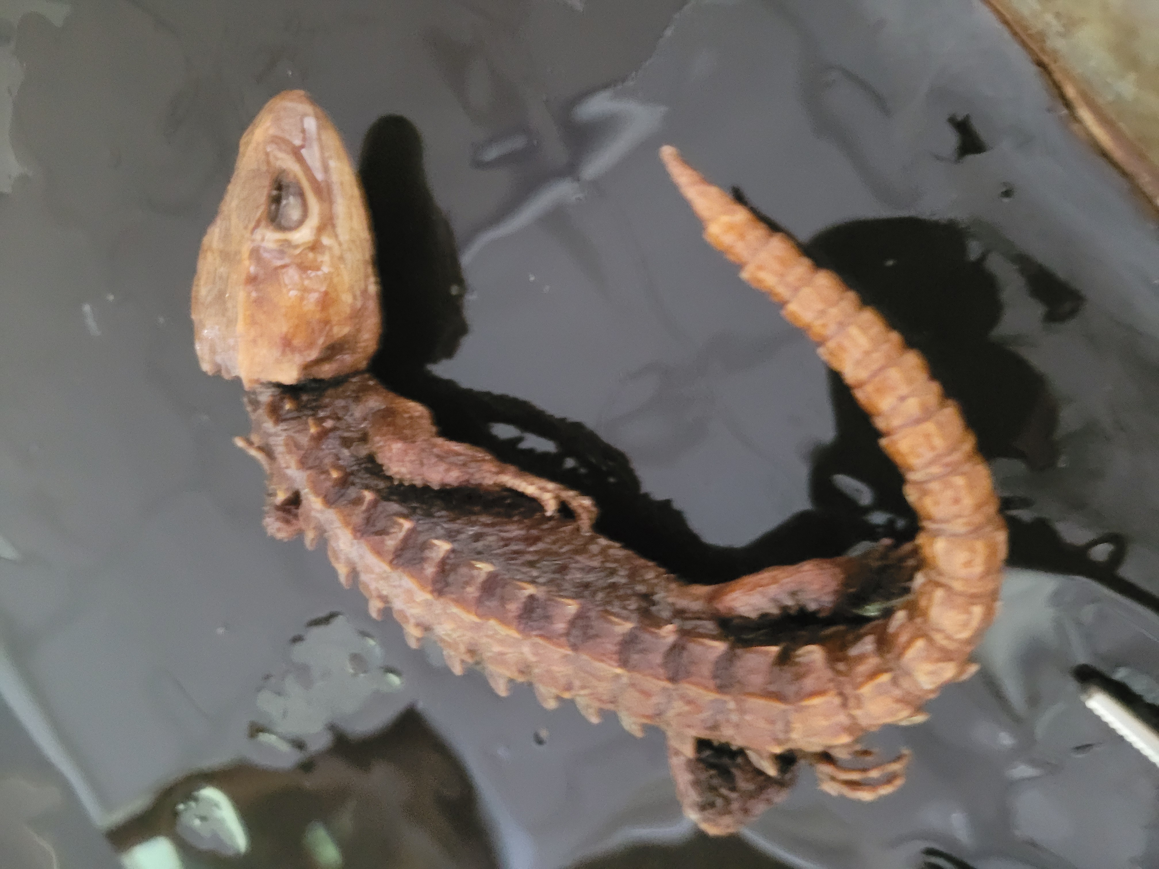 <p>What species is this</p>