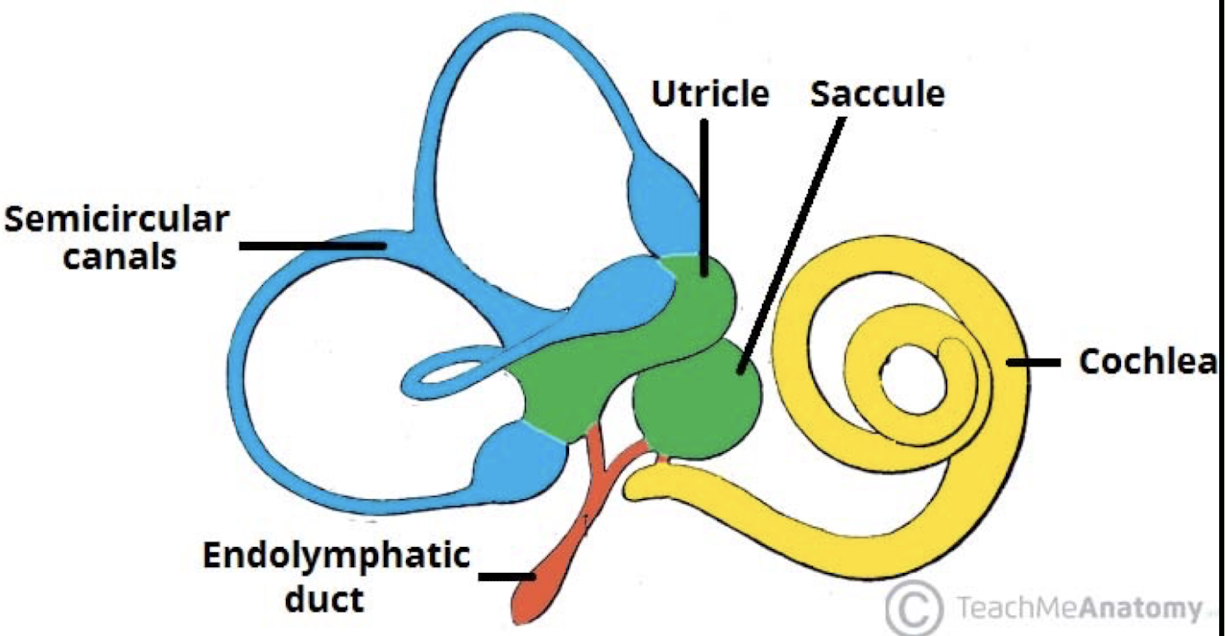 <p>Everything in diagram except for the cochlea is part of the ________</p>