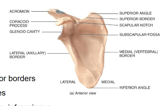 <p>The lowest point of the scapula, which corresponds level-wise to the T7 vertebra.</p>