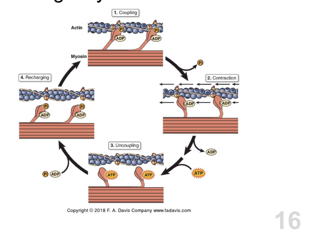 <p><strong>1) Uncoupling </strong></p><ul><li><p>sacromere @ rest, </p></li><li><p>ATP bound to myosin head and troponin + tropomyosin block actin binding site</p></li></ul><p></p><p><strong>2) Hydrolysis of ATP </strong></p><p></p><p><strong>3) Recharging </strong></p><ul><li><p>Ca2+ attaches to troponin and tropomyosin releases from actin binding site </p></li></ul><p></p><p><strong>4) Coupling </strong></p><ul><li><p>myosin head attaches to actin → cross bridge form </p></li></ul><p></p><p><strong>5) Release of Phosphate </strong></p><ul><li><p>helps w/ making energy for powerstroke (sliding of filaments of each other)</p></li></ul><p></p><p><strong>6) Contraction</strong></p><ul><li><p>powerstroke occurs </p></li></ul><p></p><p><strong>7) Release of ADP </strong></p><p></p>