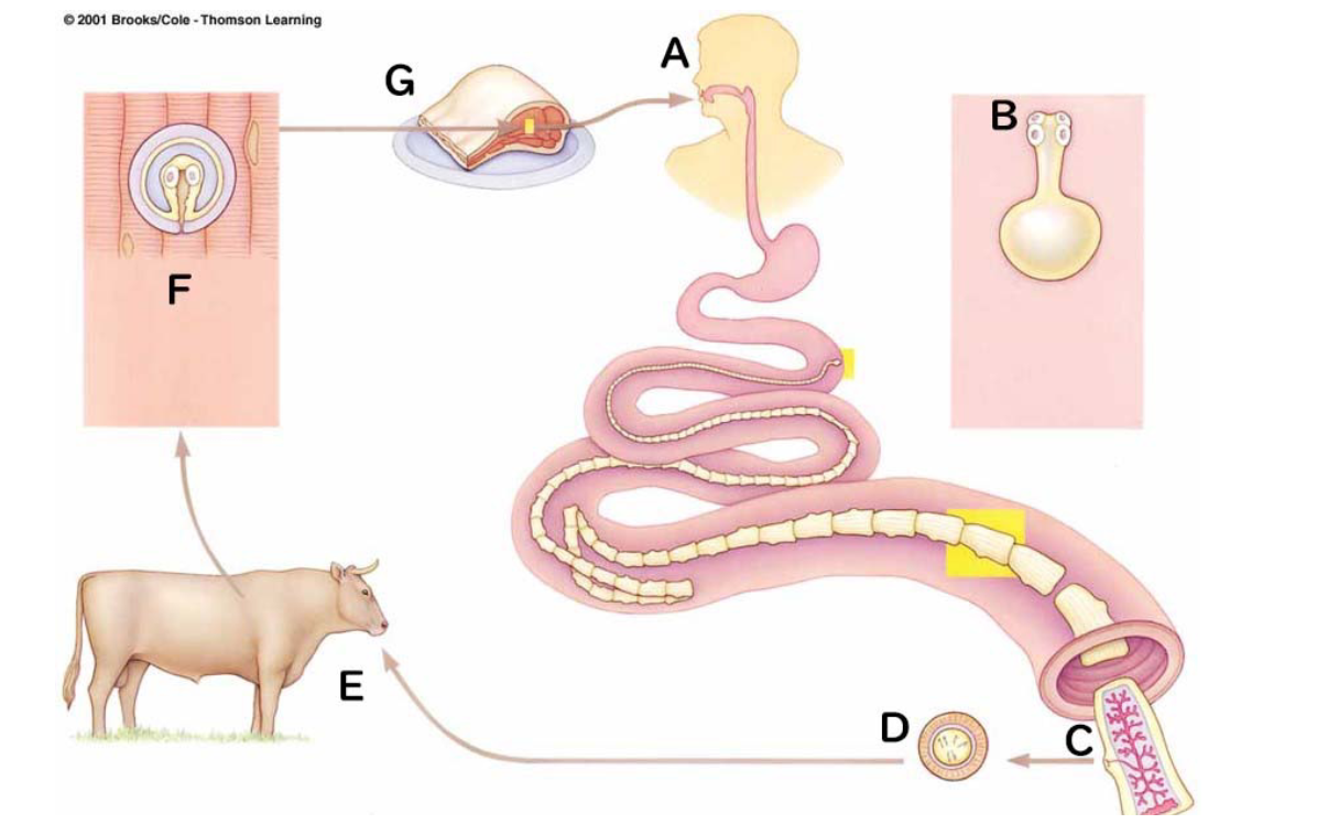 <p>What are the stages of a beef tapeworm cycle?</p>