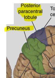 <p>Paracentral Lobule followed by precuneus (gyrus)</p><p>Sit of multiple sensory integration</p>