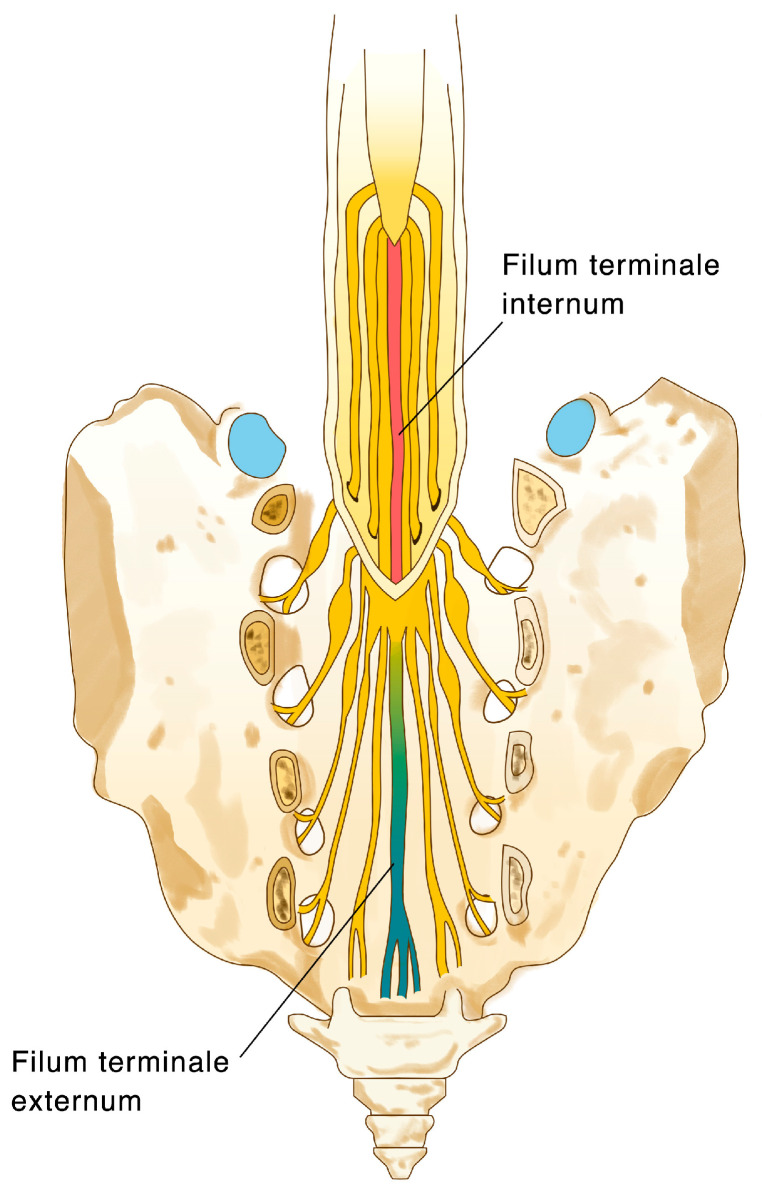 <p><span>From conus tip to coccyx</span></p><p><span>Anchors and stabilizes the distal spinal cord</span></p>
