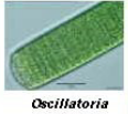 <p>Oscillatoria (cyanobacteria):</p>
