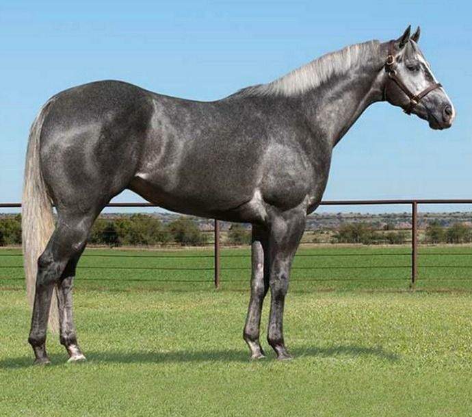 <p>Which color horse is this?</p>