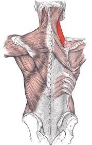 <p>Elevates the Scapula (like a elevator) </p>