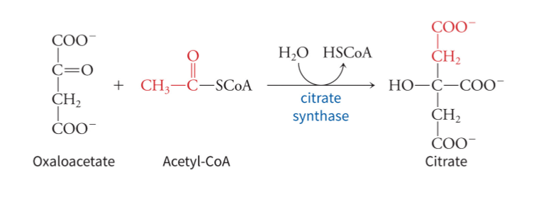 <p>a highly exergonic reaction that keeps the substrate OAA low by continually converting it</p>
