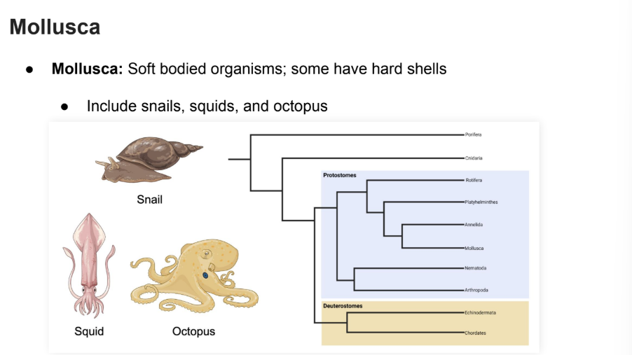<p>Soft Bodied organisms; some have hard shells</p><p>Snails, Squids, and Octopus</p>