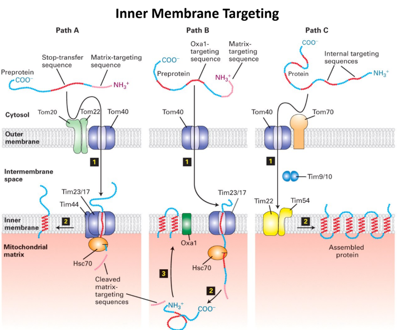 <ul><li><p>Path A = <strong>Stop-Transfer Route</strong> (most common for single transmembrane protein)</p><ul><li><p>N-terminal matrix-targeting sequence + stop-transfer anchor sequence </p></li><li><p>Protein → TIM23 complex → stop-transfer sequence = “stuck” in inner membrane </p></li><li><p>Complex = opens laterally → protein embedded in membrane </p></li></ul></li><li><p>Path B = <strong>Oxa1-Mediated Route</strong> (used by proteins → “re-inserted” into membrane from matrix side)</p><ul><li><p>TOM/TIM23 pathway: Protein imported → matrix </p></li><li><p><strong>Oxa1</strong> = protein in inner membrane = inserts proteins into mitochondrial membrane</p><ul><li><p>Recognizes protein &amp; inserts back into inner membrane</p></li></ul></li><li><p>Pathway for (nuclear + mitochondrial)-encoded proteins </p></li></ul></li><li><p>Path C = <strong>Multi-transmembrane Route</strong> (Multipass proteins) → Ex. ATP/ADP antiporter </p><ul><li><p>NO N-terminal targeting sequence + HAS internal targeting sequences </p><ul><li><p><strong>Internal targeting sequences</strong> = acts as signal sequence + anchor in membranes </p></li></ul></li><li><p>Bound by small chaperones in intermembrane (Tim9+10) → prevent folding/clumping </p></li><li><p><u>Enter matrix through TIM22</u> Complex (NOT TIM 23)</p></li></ul></li></ul><p></p>