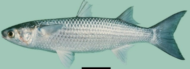 <p>Note the stripes (or rows of spots) on the side, two separate dorsal fins, and a rather dorsal position of the pectoral fin. </p>