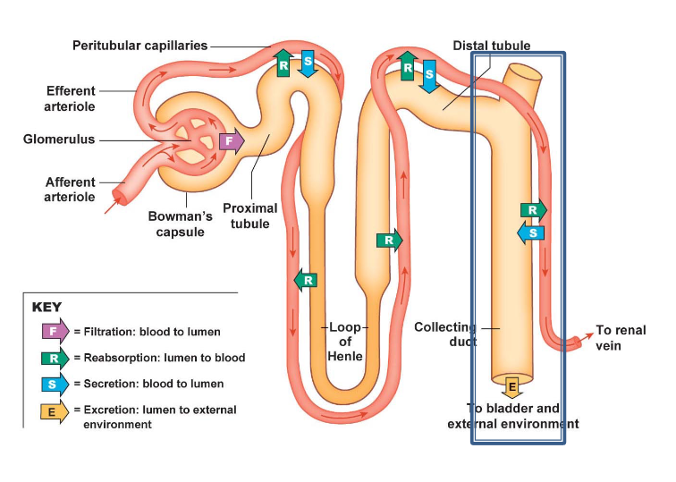 <p>Reabsorption at the collecting duct</p>