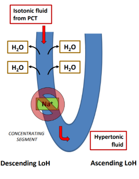 <ul><li><p>Passively reabsorbs water by osmosis. Filtrate in descending LoH surrounded by hyperosmotic medulla – thanks to ascending LoH water enters medullary interstitium and is picked up by vasa recta </p></li><li><p>NOT obligatory water reabsorption as in PCT where water reabsorbtion is directly linked to Na<sup>+ </sup>reabsorption. Filtrate becomes hyperosmotic as it equilibrates with interstitium</p></li><li><p>This part of the LoH is impermeable to solutes and only permeable to water. Solute stays in the filtrate</p></li></ul><p></p>