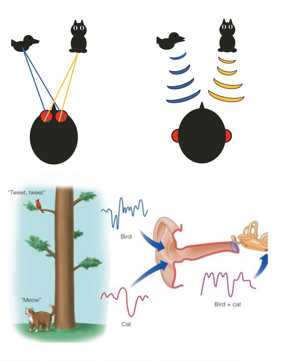 <p><u>Hearing in the Environment: Computation</u></p><p class="p2">Sound __ Requires Computation.</p><p class="p2">• No __ - brain must calculate location.</p><p class="p2">• Vision is <u>spatiotopic/tonotopic</u>, but hearing is <u>spatiotopic/tonotopic</u>.</p><p class="p2"><span data-name="arrow_right_hook" data-type="emoji">↪</span> Ear receives mixed frequencies from <u>all directions/one direction</u>.</p><p class="p2">• Localization uses ? &amp; ?.</p><p class="p2"><span data-name="arrow_right_hook" data-type="emoji">↪</span> Most accurate at sides &amp; least at front/behind.</p>